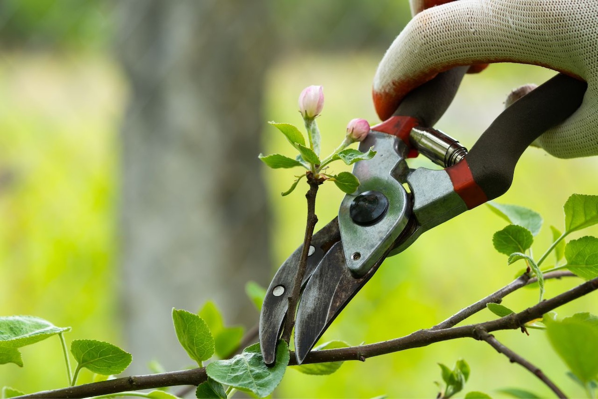 Tree Services in Gresham: What You Need to Know for Tree Health and Safety Image