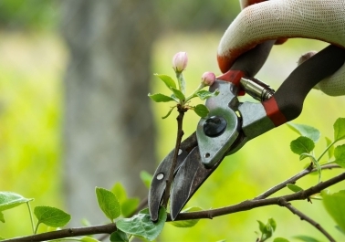 Tree Services in Gresham: What You Need to Know for Tree Health and Safety body thumb image